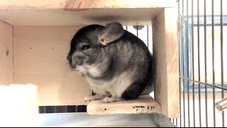 Chinchilla Grooming his Whiskers [upl. by Naenej]