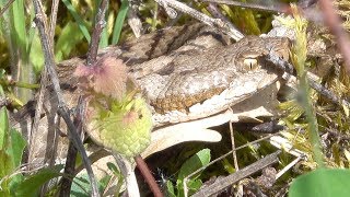 Vipera aspis Aspisviper Alsace France [upl. by Aleta]