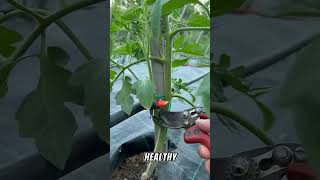 Ultimate Guide of Tomato 🍅gardeningadvice viralvideo fyp viralshort tiktok shorts gardening [upl. by Nillek]