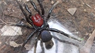 🕷 Sevenlegged Redheaded Mouse Spider Missulena occatoria [upl. by Ekaterina]