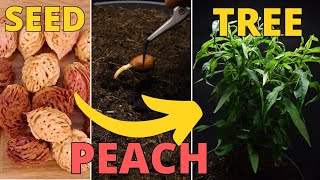 HOW To Grow Your Own PeachNectarine Tree at Home Easy Method [upl. by Narik]