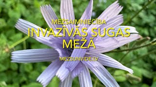 Invazīvās sugas mežā  Meža salāts [upl. by Yrellam562]