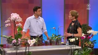 ARDBuffet Orchideen mit dem Orchideenspezialist Josef Seidl [upl. by Kceb]