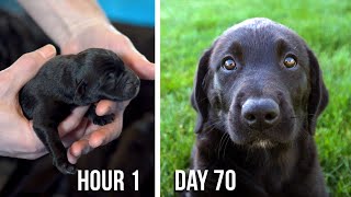 Lab Puppies Growing from 1 Hour to 70 Days  A Documentary [upl. by Ahouh]