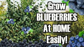 How to grow Blue berry plants at home high bush [upl. by Donough938]