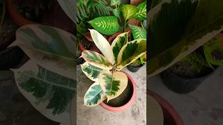 Repotting of variegated Rubber plantFicus Elastica Tineke shorts youtubeshorts [upl. by Soirtemed]