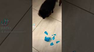 “ Sissiprincipessa e il rispetto”’ perte viralvideo pomeranian foryou pets neiperte funny [upl. by Socha]