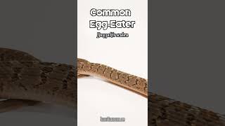 Common EggEater Striking herpetology snake nature [upl. by Llerrom]