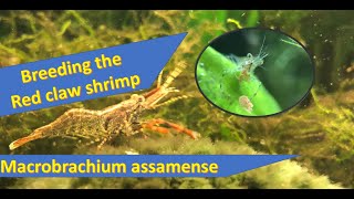 Breeding the Red claw shrimp easy [upl. by Jannelle]