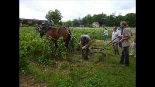 Viñas Labradas con Caballo [upl. by Kiley861]