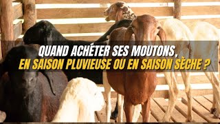 Saison pluvieuse et nos Moutons [upl. by Nelda]