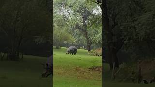 ROAMING WITH GIANTS Incredible Indian Rhinoceros UP CLOSE amp Personal 🦏🌿 WildlifeEncounter yt [upl. by Nailuj]