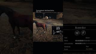 RDR2 • All Thoroughbred Horse Colors and Locations • Red Dead Redemption 2 [upl. by Coltun]