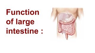 Function of the large intestine   part 5 [upl. by Eesdnil223]