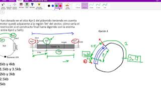 Solucion ejercicios restricción enzimática P2 [upl. by Llenad197]