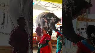 Yanai varuthu yanai varthu doi🐘funnypetsloveelephantsong devotionalsubscribe [upl. by Paul]