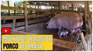 Criação de Porcos Gigantes Pietrain  Large White  Landrace  🚜 Roça Com Carvalho [upl. by Havelock]