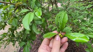 Ilex decidua possumhaw [upl. by Talley]