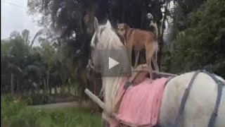 Cachorro passeia montado em cavalo em Schroeder no Norte de SC [upl. by Rosamund804]