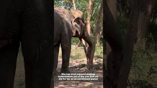 Update on newly rescued elephant Kham Phaeng [upl. by Ynaoj]