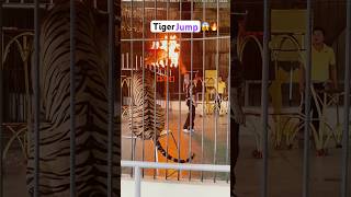 Tiger Jumps through Fire Ring 🔥😱 tiger tigerlovers zooanimals shortsvideo tigershow [upl. by Farrar]