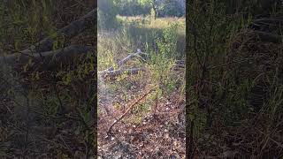 Texas panhandle buck scrape [upl. by Bound]