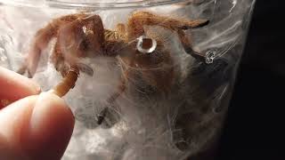 Pterinochilus murinus hand feeding [upl. by Tiertza661]