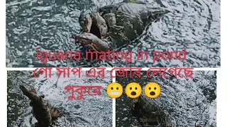 দৈত্যাকার গো সাপ এর জোর লেগেছে পুকুরে।। iguana mating in pond 😮😮🦎🐊🐊🦎satabdimanna2073 [upl. by Christmas]