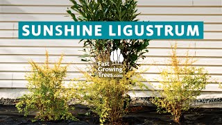 Sunshine Ligustrum Shrub [upl. by Oicatsana534]