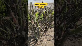 Rose Plant Pruning👏How To Prun Roses👍Rose Prun👍rose pruning shorts youtubeshorts garden [upl. by Assillam]