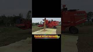 Exploring the Foxtail Millet Harvest Techniques and Tools  DSRFARMINGVTP [upl. by Ehttam]