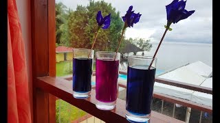 How to Make Clitoria Ternatea Herbal Tea  Aparajita  Butterfly Pea [upl. by Ytiak]