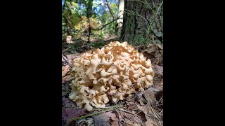 FORAGING CAULIFLOWER MUSHROOM Sparassis crispa [upl. by Edrei]