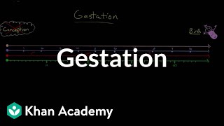 Gestation  Behavior  MCAT  Khan Academy [upl. by Archer]