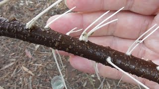 Growing Tamarisk Trees 🌿⛏ [upl. by Neyut]