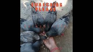 Pigeon Love Foodbirds kabutar satisfying pigeon shortsfeed shortvideoshorts ytshortsviral [upl. by Bez]