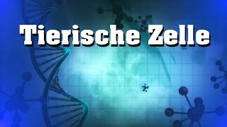 Tierische Zelle  Aufbau und Bestandteile [upl. by Medarda]