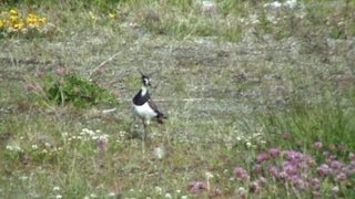 Northern Lapwing callingflyingmeets Hare [upl. by Yerac440]