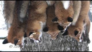 Reizjagd auf Fuchs mit Klaus Demmel  Winterjagd Teil 2 [upl. by Hook]