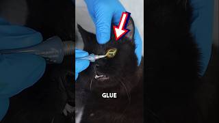 Putting glue in cats eyes Explained 😱 shorts oddlysatisfying [upl. by Anwahsat]