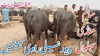 Salam Mandi Bhalwal Pure Nelli Ravi Buffalos And cross breed cows review Ali Best [upl. by Dorella574]