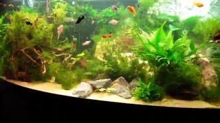 Big Planted 1000 liter Platy Molly aquarium tank part 1 [upl. by Matrona]