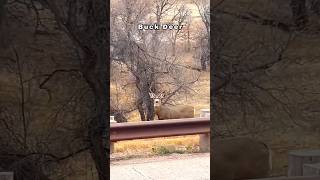 Buck Deer Up Close  Black Hills Wyoming shorts deer [upl. by Vivianne]