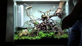 Superfish Home 80  Aquascaping stepbystep [upl. by Buffo274]