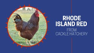 Rhode Island Red Chicken Breed Breeder Flock  Cackle Hatchery [upl. by Hajile791]