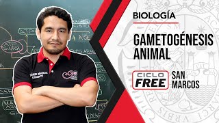 BIOLOGÍA  Gametogénesis animal CICLO FREE [upl. by Packton]