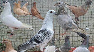 zarath chotiyal mix pigeon lot 📞 8686540011 hyderabad telangana state [upl. by Ratna]