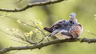 Saving European Turtle Doves in North Yorkshire The full story [upl. by Kathryn114]