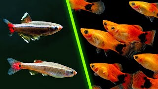 Top 5 Amazing amp Affordable Aquarium Fish [upl. by Safko]