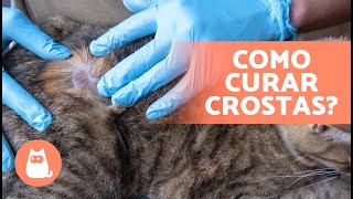 6 TRATAMENTOS CASEIROS para CROSTAS em GATOS 🐈🧴 [upl. by Cavan]